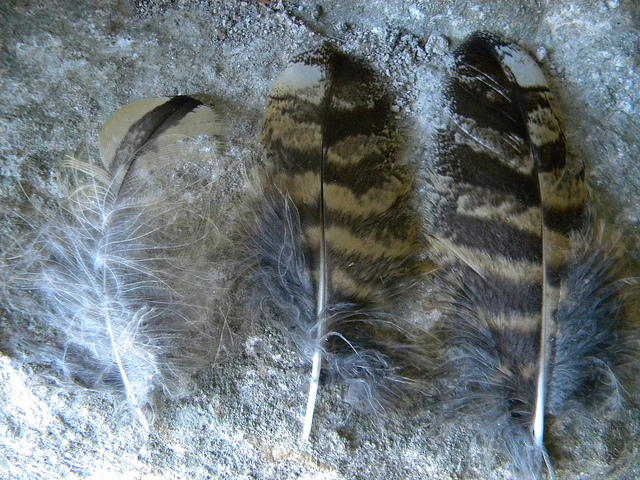 Penne e borre del Gufo reale (Bubo bubo)